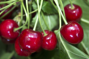Nawożenie czereśni. Trzymaj się tych zasad a zbierzesz obfite plony