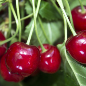 Nawożenie czereśni. Trzymaj się tych zasad a zbierzesz obfite plony