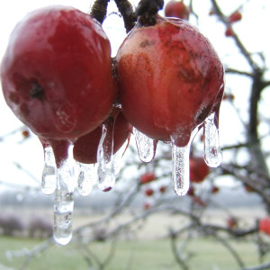 Sady jabłoniowe zniszczone pod ciężarem śniegu