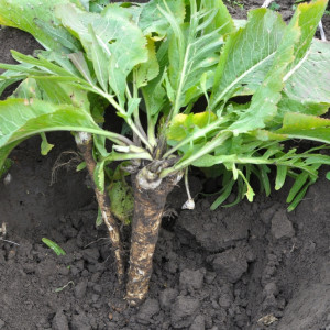 Kiedy wykopać chrzan na zimę? Kluczowy jest jeden moment