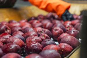 Nowe dane o polskim eksporcie jabłek. Idzie ożywienie?