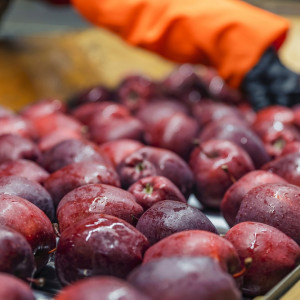 Nowe dane o polskim eksporcie jabłek. Idzie ożywienie?