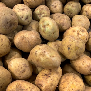 Ceny ziemniaków 2023. Tu kosztują mniej niż złotówkę