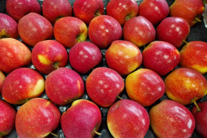 Handel jabłkami a odmiany klubowe. Międzynarodowa konferencja sadownicza już wkrótce!