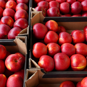 Białoruś luzuje sankcje wobec Polski, ale nie dla jabłek