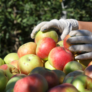 Koniec zbiorów jabłek i pytania o ich jakość