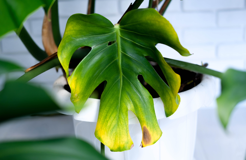 velvet leaf philodendron Philodendron micans- Velvet Philodendron Hanging Basket main image 0
