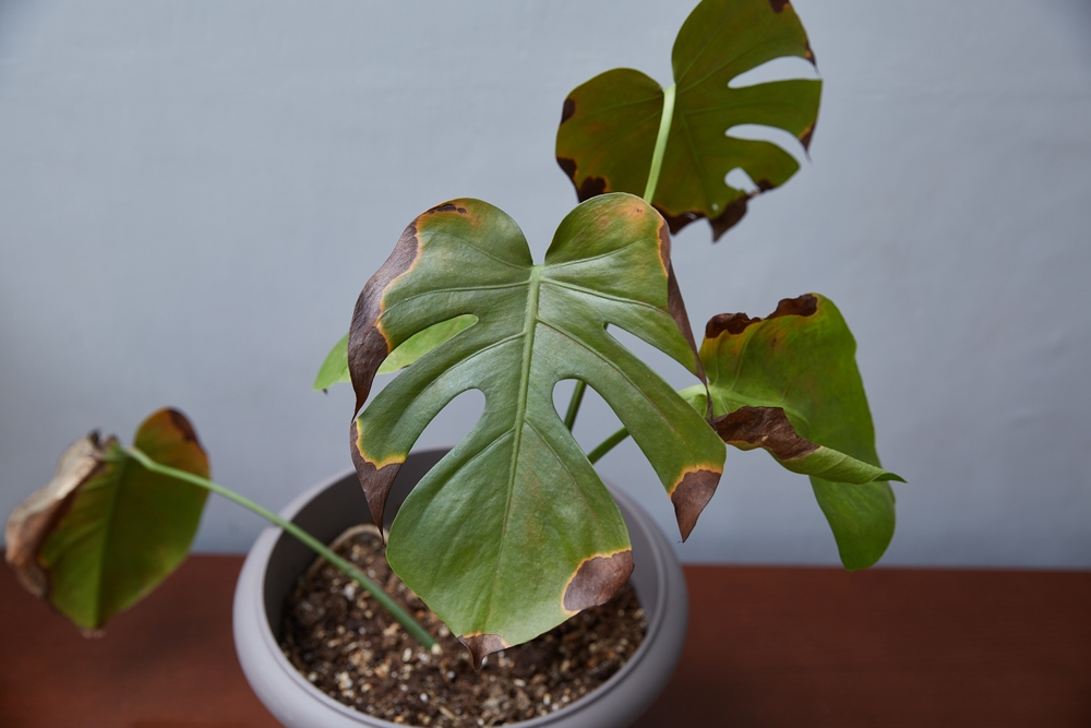 philodendron white princess yellow leaves Philodendron 'White Princess' – Foliage Factory