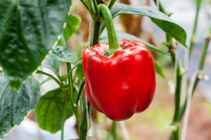Nowe zagrożenia fitosanitarne w uprawach warzyw. Narażone papryka, ogórek i sałata