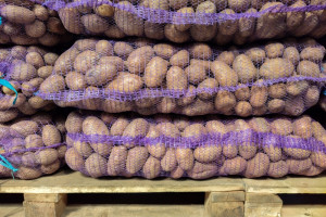Ceny ziemniaków 2024: Ile kosztuje 15 kg worek w hurcie?
