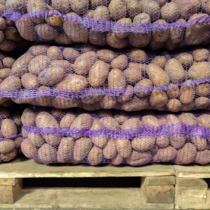 Ceny ziemniaków 2024: Ile kosztuje 15 kg worek w hurcie?