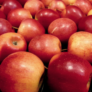 Wzrost eksportu polskich jabłek do Niemiec