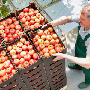 Producenci owoców i warzyw mają odpowiedź na wyzwania rynkowe i konsumenckie