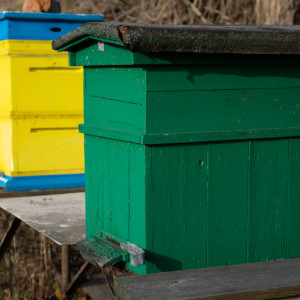 80 milionów zł dla pszczelarzy. Trwa ważny nabór w ARiMR