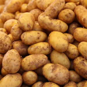 Szybki spadek cen młodych ziemniaków. Ile kosztuje kilogram w hurcie?