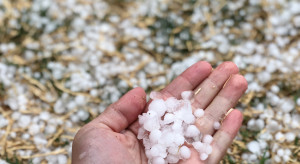 Najpierw przymrozki później grad. Zbiory owoców pod znakiem zapytania