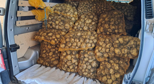 Ceny warzyw i owoców na Giełdzie Kaliskiej. Tyle kosztują krajowe produkty