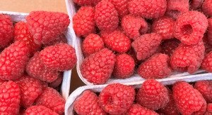 Producenci malin apelują do ministra rolnictwa. Proszą o pomoc w znalezieniu osób, które oszukały plantatorów
