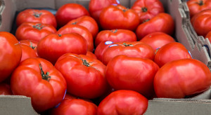 Zrobił się ruch w pomidorach. Tyle teraz kosztuje najpopularniejsza odmiana na Broniszach