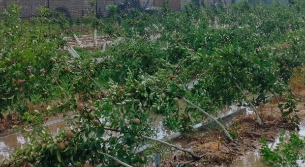 Podtopienia, połamane drzewa i gradobicia. To efekt nawałnicy w zagłębiu sadowniczym