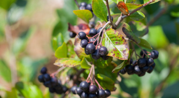 Aronia wciąż w kryzysie. Mimo dobrych cen wielu producentów nie zarobiło