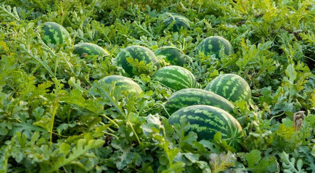 Duży wzrost produkcji arbuzów. Sezon daleki od oczekiwań producentów