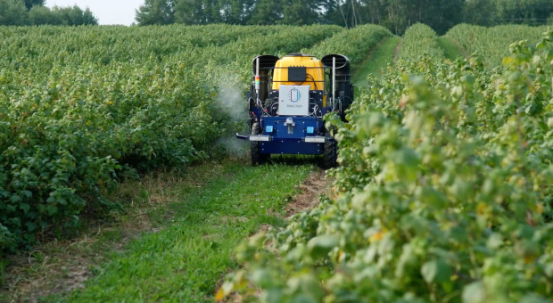 Plantator porzeczek stworzył autonomicznego robota. "Sam opryskuje, przenosi owoce i kosi murawę" (ZDJĘCIA)