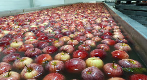 Polskie jabłka na fali. Sprzedaż w październiku bije rekord