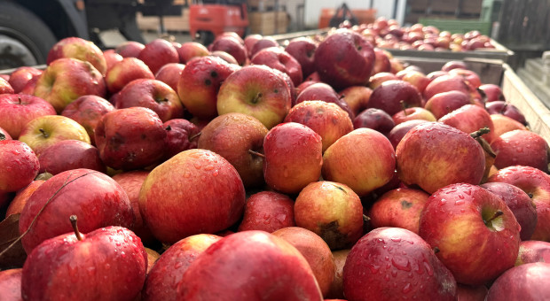 Przetwórnie pytają o jabłka przemysłowe. Po groszu podnoszą cenę