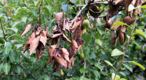 Sady gruszowe zainfekowane zarazą ogniową zostaną spalone. Decyzję podjął rząd