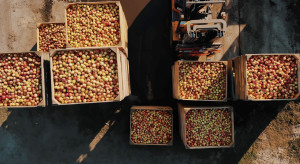 WAPA koryguje szacunki. Ile wyniosły zbiory jabłek i gruszek w 2025 roku?