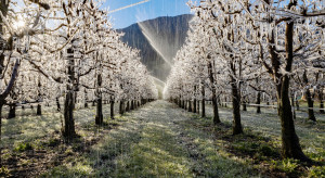 Jest projekt pomocy po przymrozkach wiosennych. Ponad 44 mln euro na wsparcie