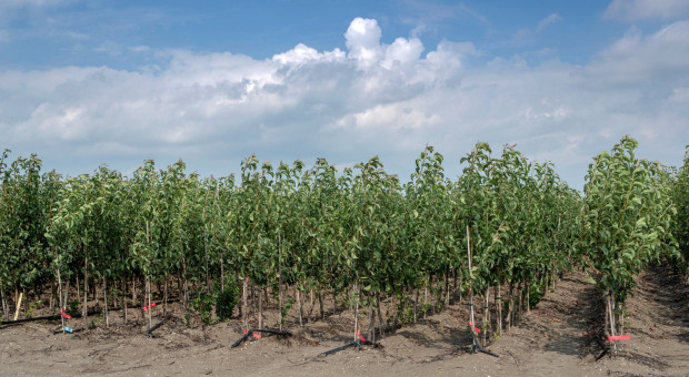 Popyt na drzewka owocowe 2025. Najpopularniejsze odmiany jabłoni i wiśniowy szał
