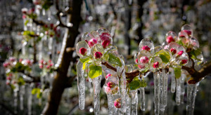 Sadownicy nierówno potraktowani. Interwencja ws. pomocy po przymrozkach