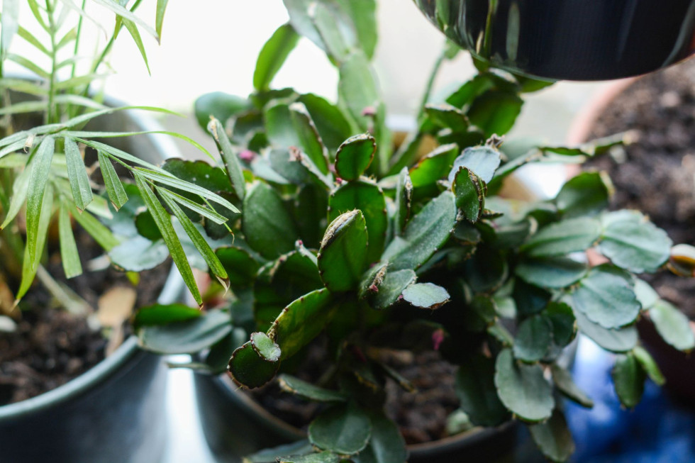 kaktus in der wohnung Wolfsmilch Kaktus (Euphorbia Acrurensis) online kaufen  MyZimmerpflanze.de