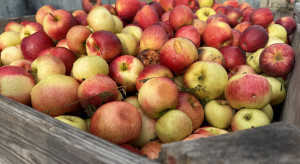 W skupach ceny stabilne ale zakłady nie przyjmą wszystkich partii jabłek przemysłowych
