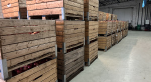 Polscy sadownicy czekają na wyższe ceny. Popyt ze strony Egiptu rośnie