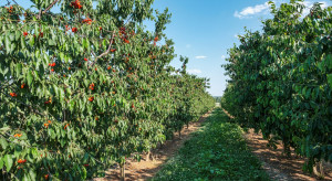 Przełom w ochronie czereśni. Producenci z USA znaleźli sposób na dzikie ptaki