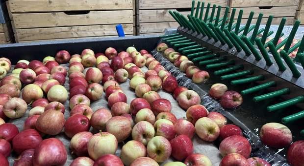 Aktualne ceny jabłek deserowych. Te odmiany cieszą się największym zainteresowaniem