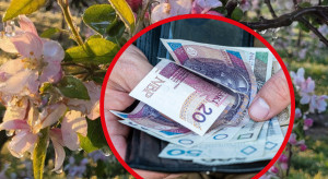 Prawie 2 tys. wniosków pierwszego dnia. Sadownicy masowo ruszyli po to wsparcie