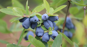 Najpopularniejsze polskie odmiany jagody kamczackiej - są plenne i odporne