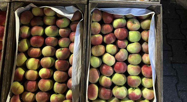 Sprzedaż jabłek na Broniszach nie najlepsza. Kluczowy może być najbliższy tydzień