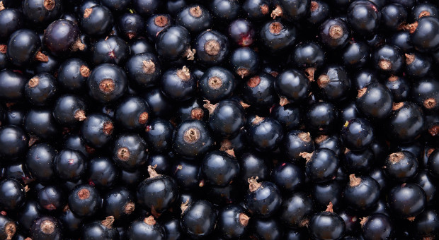 Ten cierpki owoc będzie „Smakiem Roku 2026”. W Polsce niedoceniany, choć produkujemy go dużo