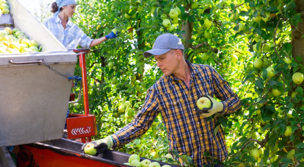 Sadownictwo od lat mierzy się z deficytem pracowników. Ekspertka komentuje: To problem ogólnoeuropejski