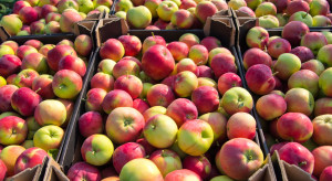 Rosja potrzebuje jabłek. Z tego kraju kupiła niemal całe krajowe zbiory