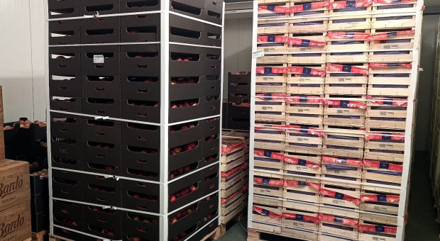 Przez lata byliśmy w dołku. Teraz mamy rekord ale ceny jabłek tego nie odzwierciedlają