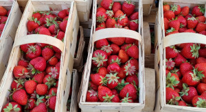 Ukraina: Które owoce przyniosły producentom największy zysk?