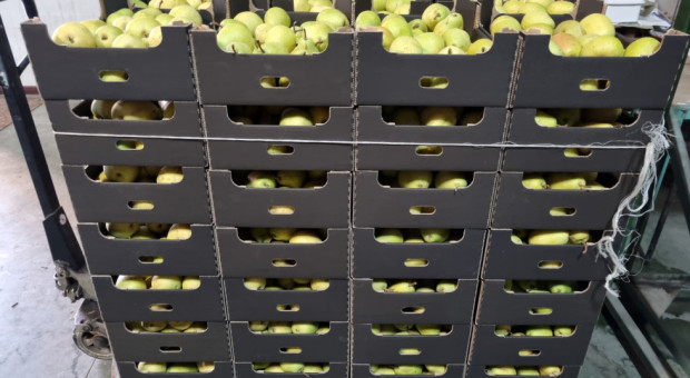 Gruszkowy interes idzie słabo? Listopad to całkowity odwrót