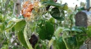 Miesiąc na pomoc po przymrozkach dla sadowników