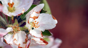 Ponad 18 tys. sadowników ubiega się o wsparcie. Tu straty były najdotkliwsze. Nabór wciąż trwa